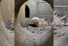 A Man Rescues A Hopeless Little Puppy Who Ended Up Trapped In A Storm Drain
