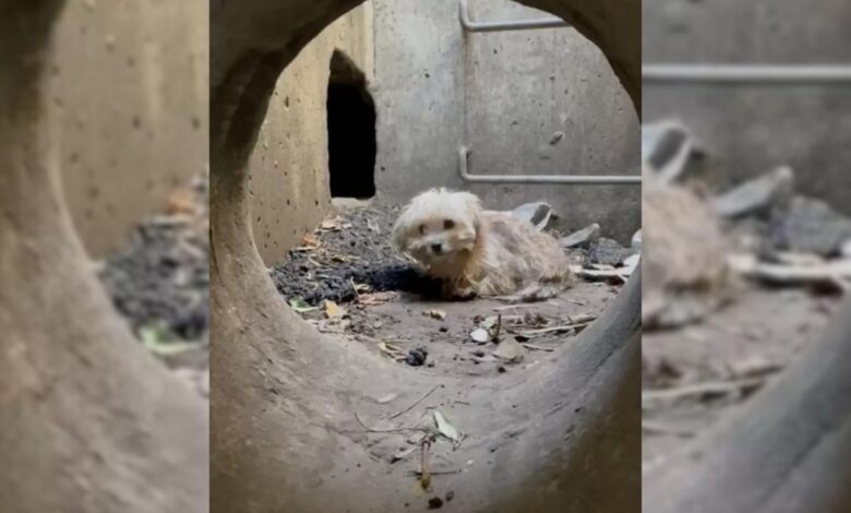 A Man Rescues A Hopeless Little Puppy Who Ended Up Trapped In A Storm Drain