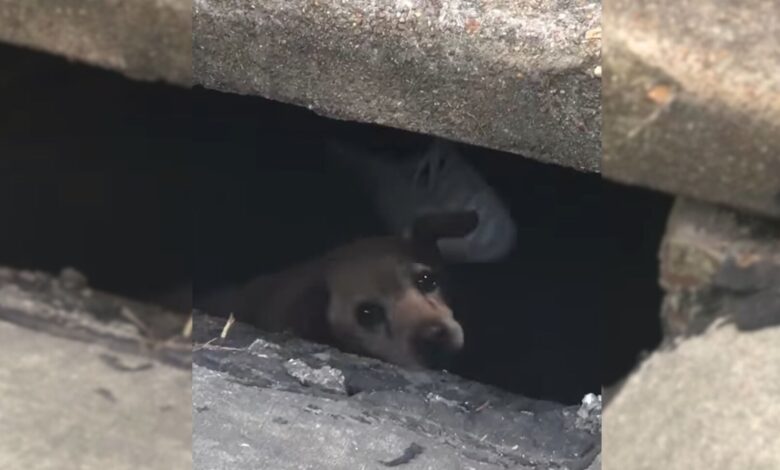 Scared Senior Dog Found Stuck In City Sewer Reunites With His Worried Dad