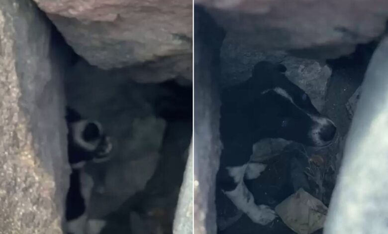 Rescuers In Shock To Discover A Desperate Dog Stuck Under A Boulder