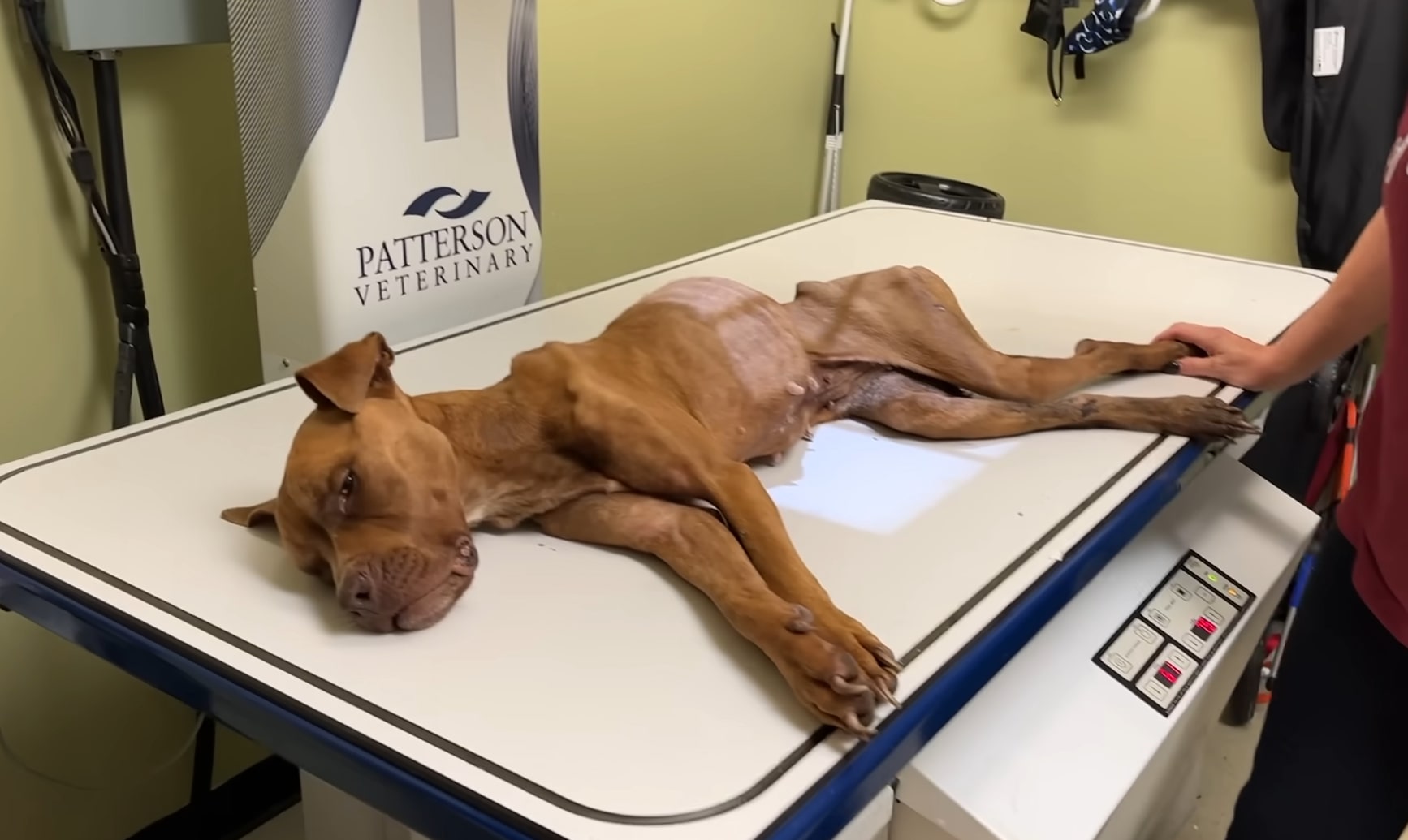 the paralyzed dog is lying on the table at the vet