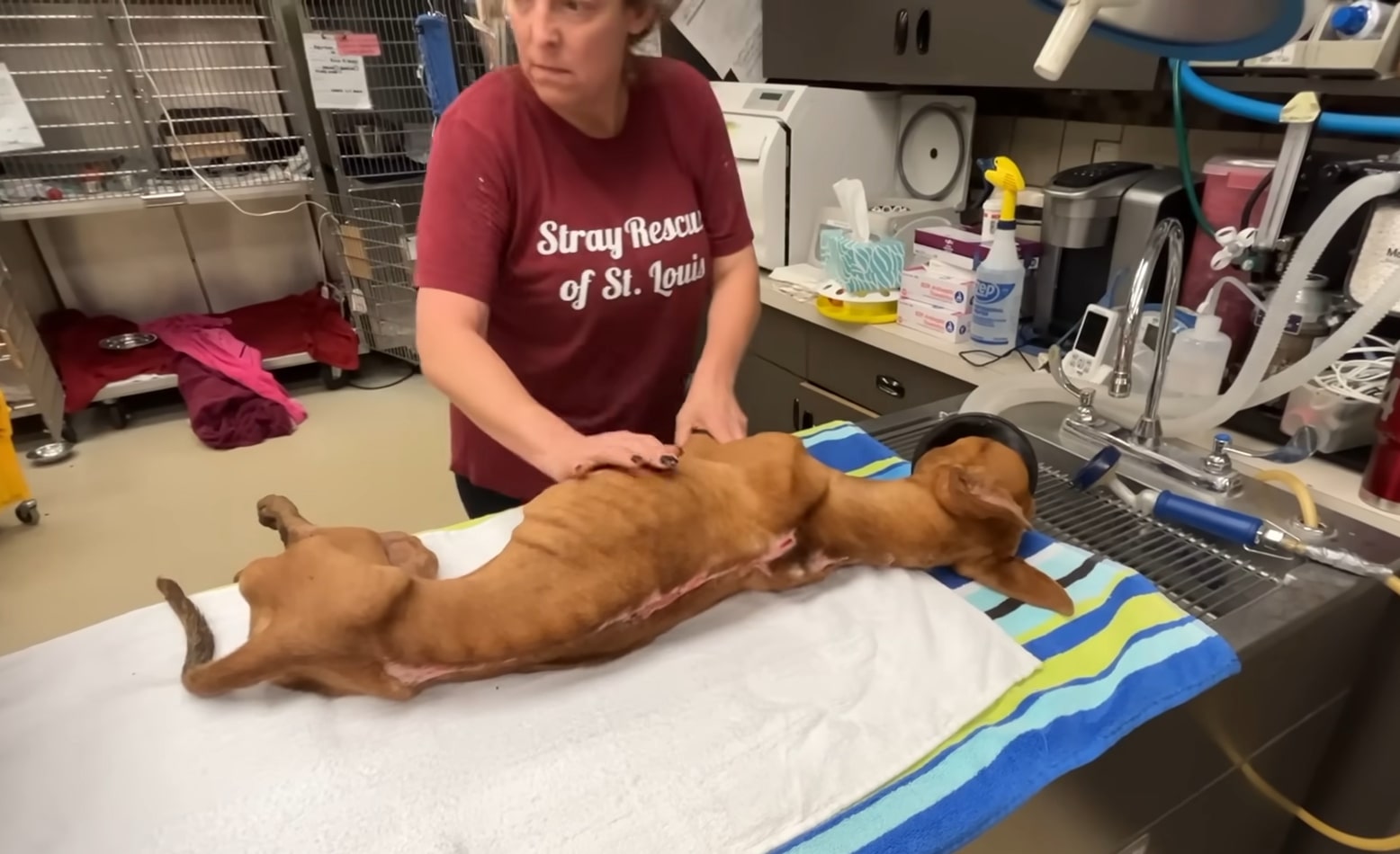a veterinarian examines a paralyzed dog