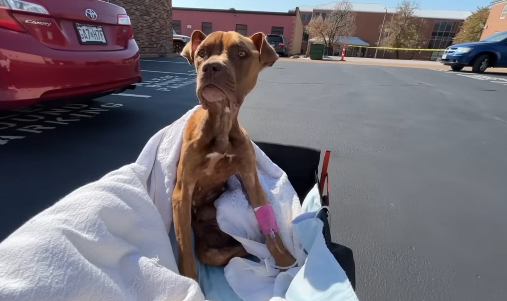 a dog in a cart on a white blanket with an infusion on his paw