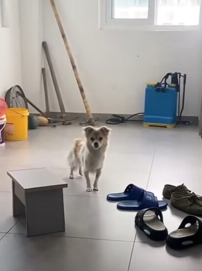 the dog stands in the corridor and looks ahead