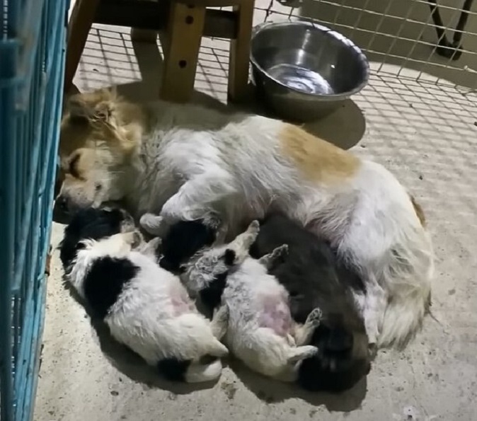 mother dog sleeps with her puppies