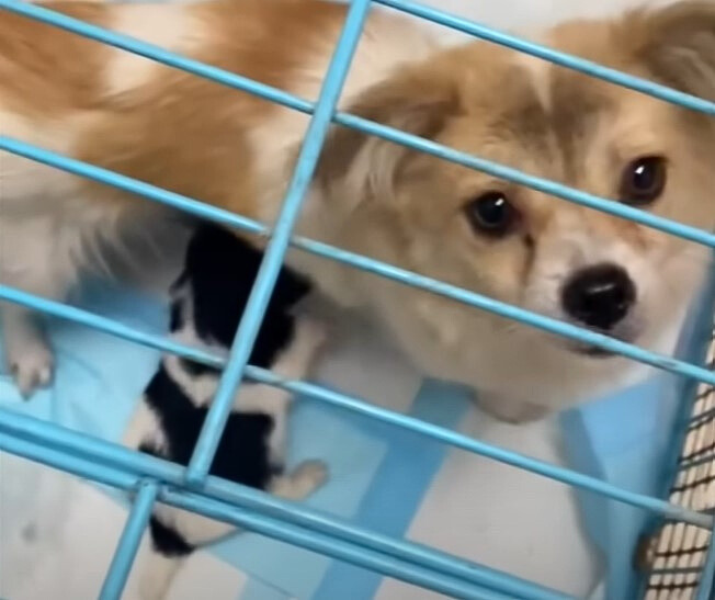 a dog in a cage with a puppy