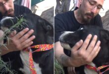 Man Calls A Rescue To Pick Up A Stray Dog Only To Find Out He Saved His Life