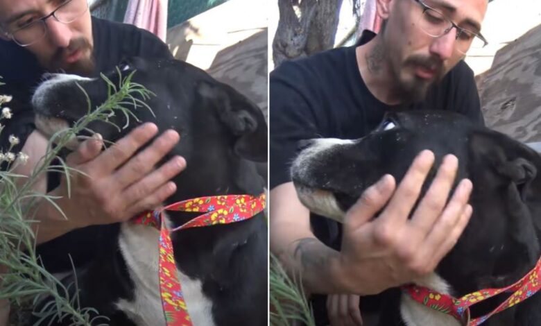 Man Calls A Rescue To Pick Up A Stray Dog Only To Find Out He Saved His Life