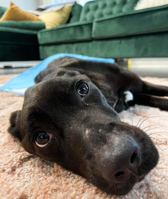 portrait of a black dog lying on a carpet