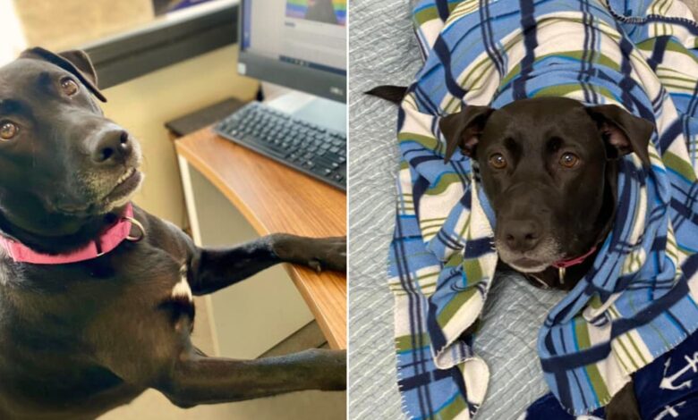 Dog Spends More Than 1,000 Days In A Shelter Hoping To Find His Forever Family