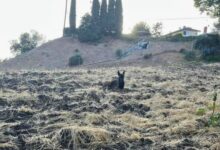 Woman Notices A Mystery Animal On A Hillside, Then Learns Her Real Identity