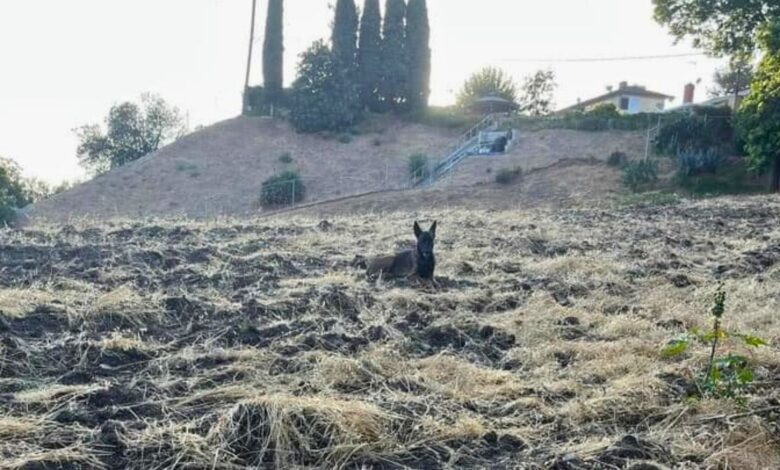 Woman Notices A Mystery Animal On A Hillside, Then Learns Her Real Identity
