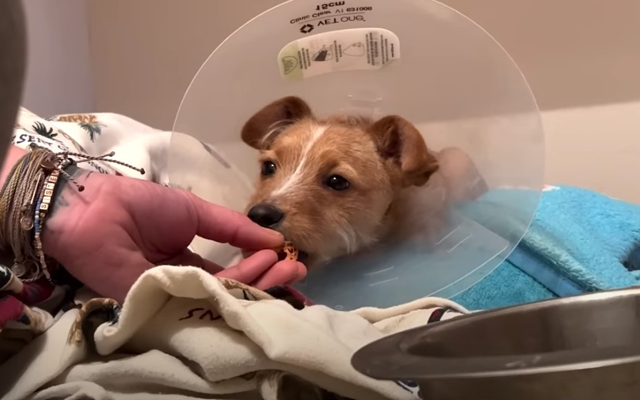 injured dog eating