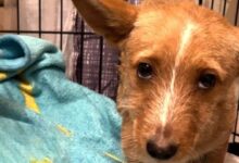 Tiny Puppy With Sad Eyes Enter Woman’s Backyard Hoping To Get The Help He Needs
