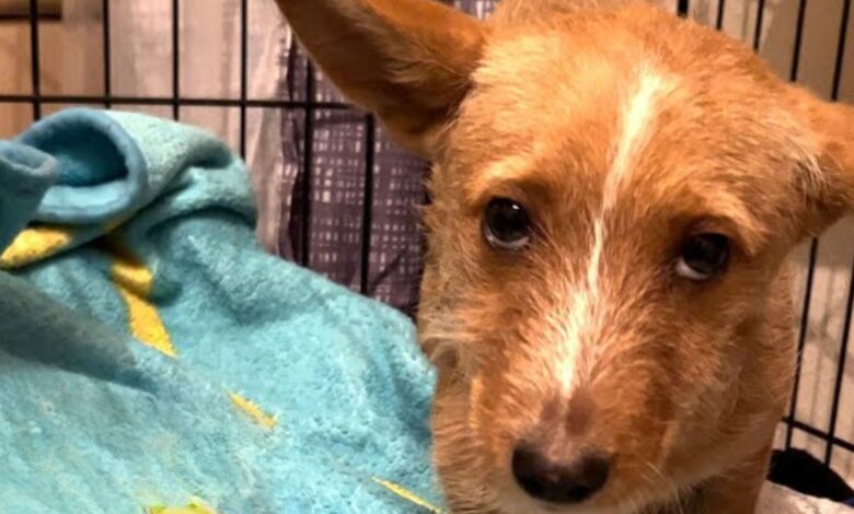 Tiny Puppy With Sad Eyes Enter Woman’s Backyard Hoping To Get The Help He Needs