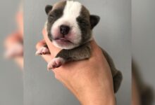 1-Day-Old Puppy Set To Be Euthanized Grows Into The Sweetest Companion