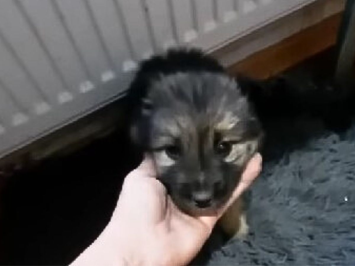owner petting its puppy