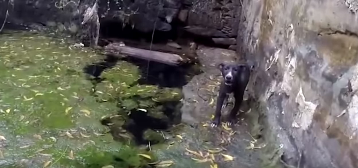 dog standing near a swamp