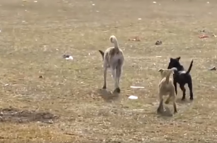 three dogs running in the field 