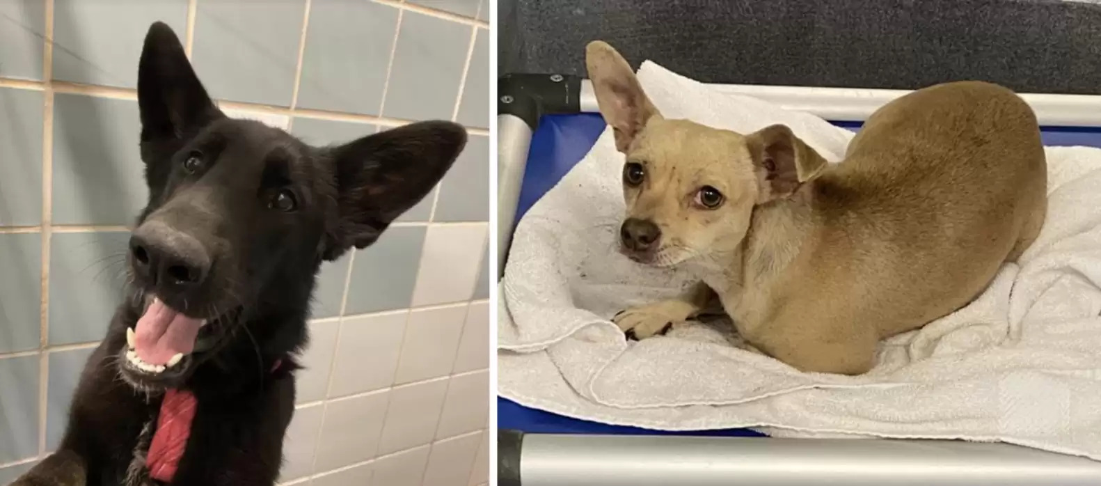 two dogs who were found under the tarp