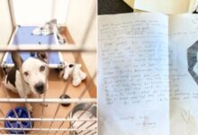 This Dog Lived In A Shelter For 650 Days But Then An Unexpected Note Arrived To His Door