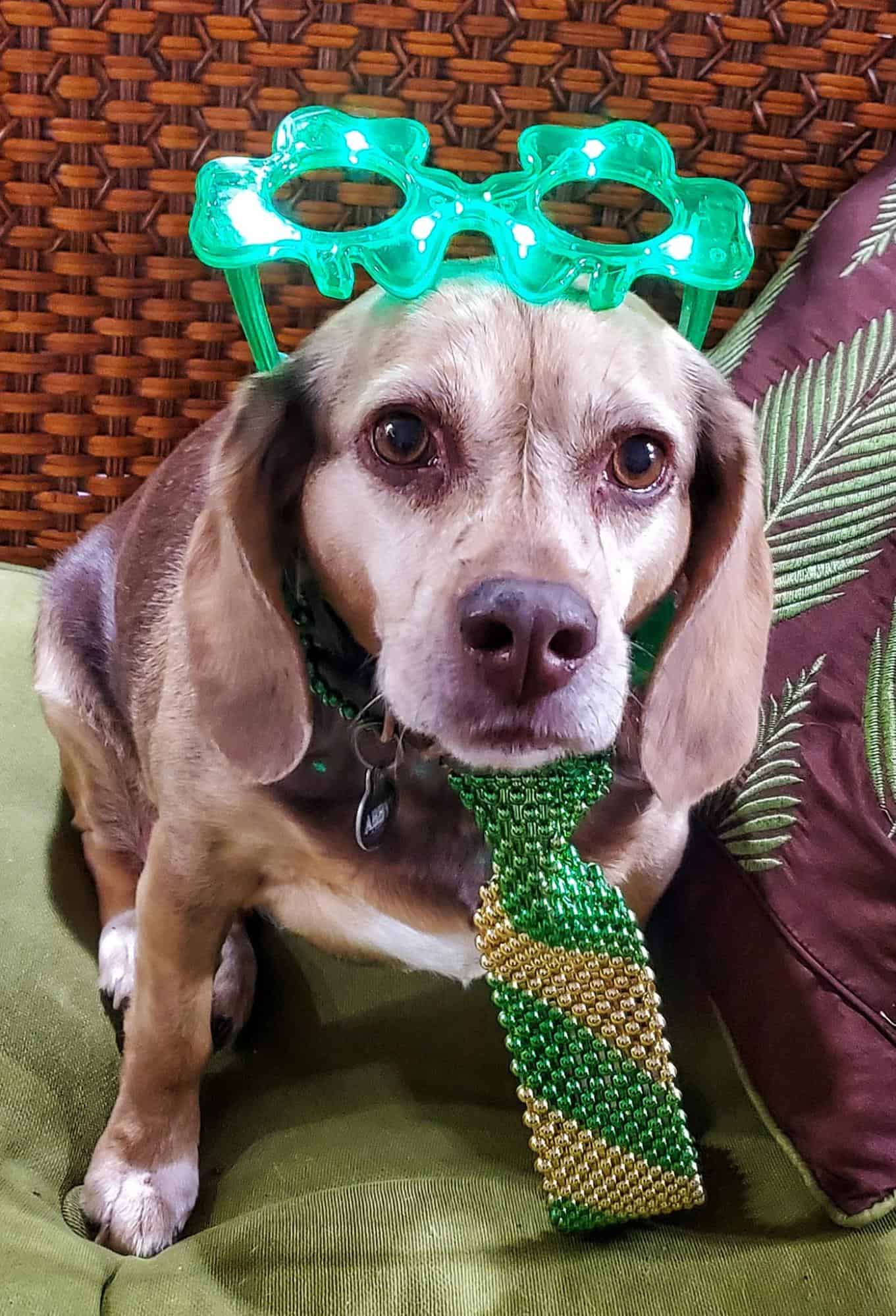 Abby wearing a costume for Saint Patrick's day