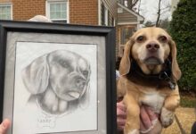 Sweet Dog Was Surrendered To A Shelter With His Portrait, Then Something Wonderful Happened