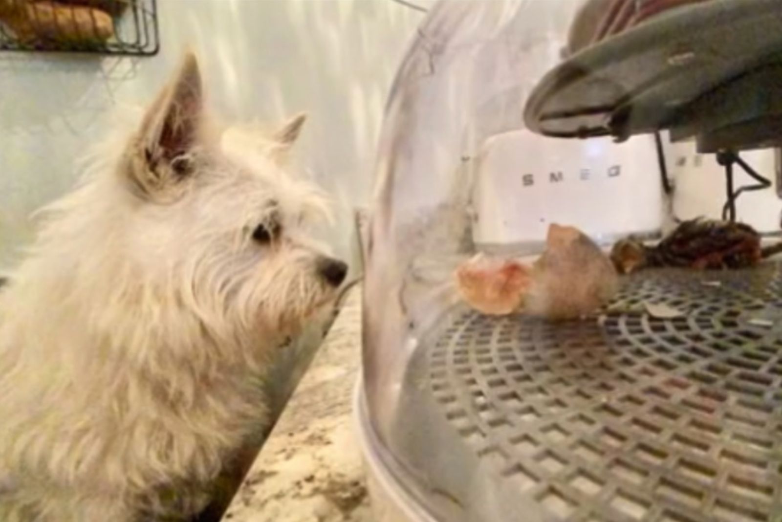 the dog watches the egg hatch