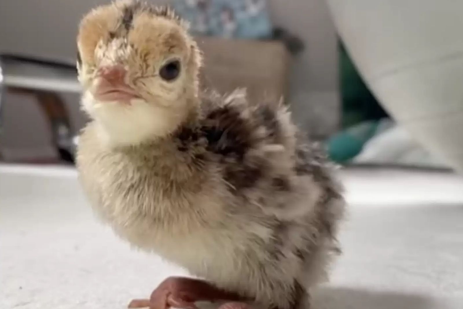 cute chick looking at the camera