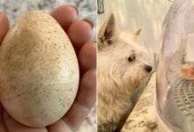 A Sweet Dog Found A Mysterious Egg And Brought It Back To His Mom