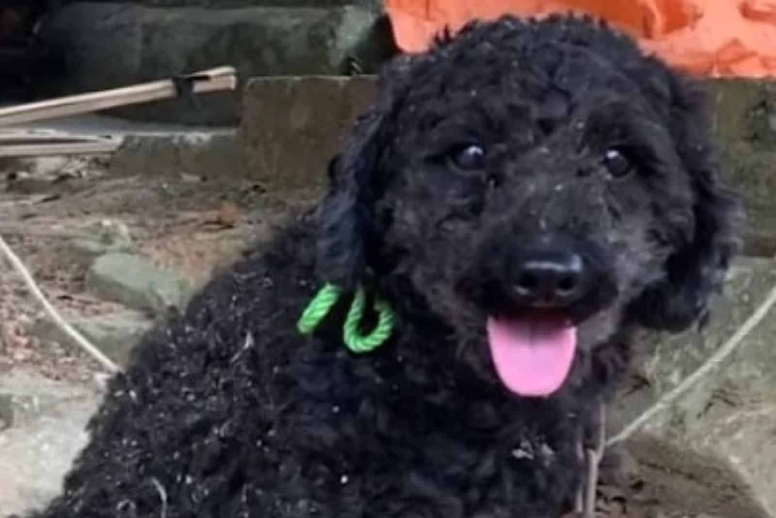 black poodle dog on a chain