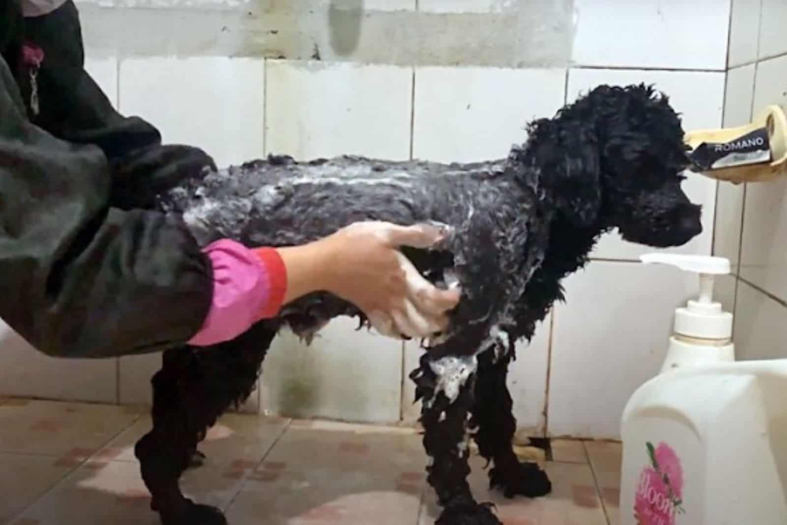 woman bathing poodle dog rescued from chain