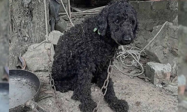 This Poor Dog Lived In Chains For Years Before Someone Came To Rescue Her