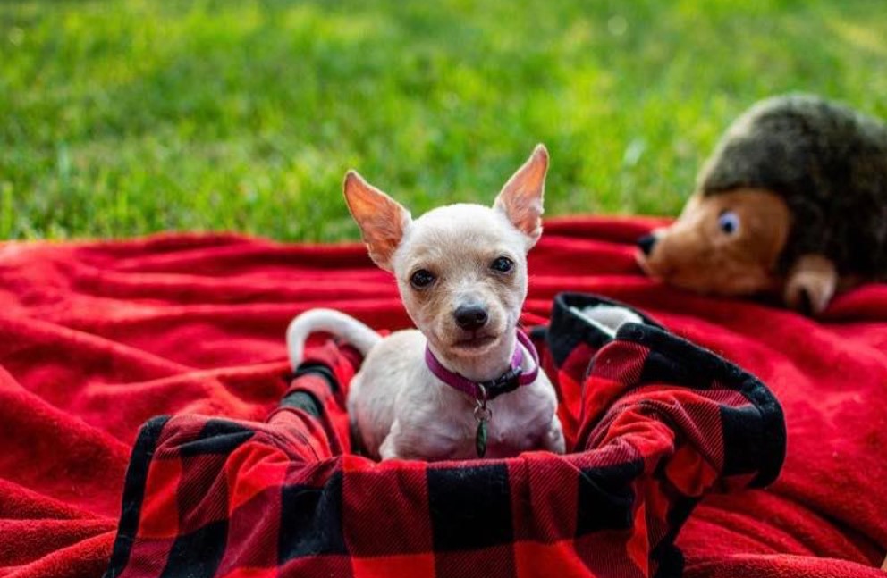 a disabled puppy lies on a red blanket on the grass