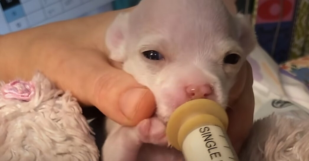 feeding newborn puppy