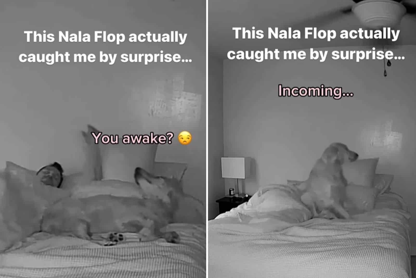 Nala doing the flop