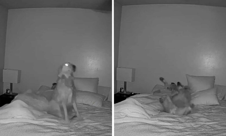 Owner Places A Camera In The Room To Record His Dog Performing The Most Adorable Trick
