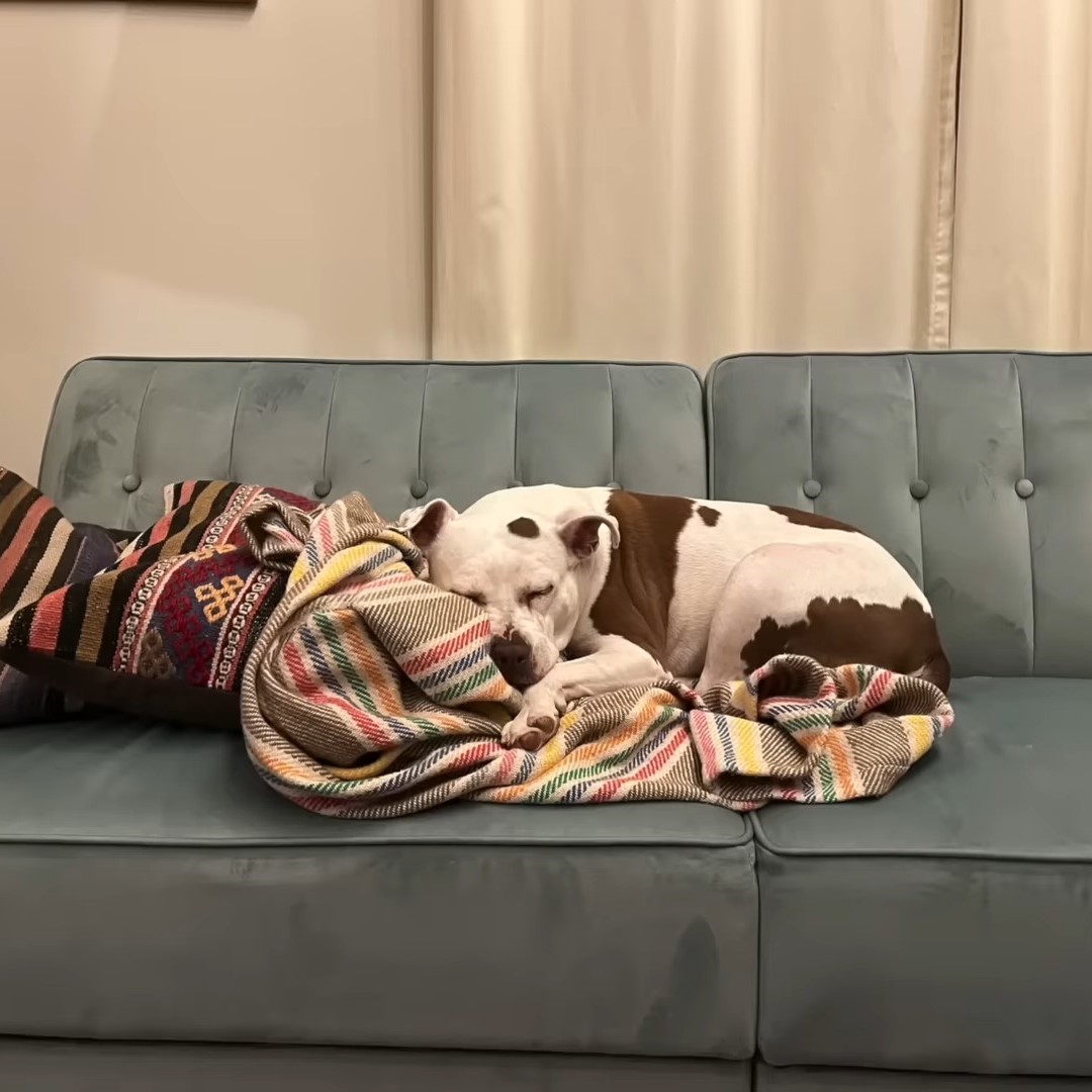 dog sleeping on a couch