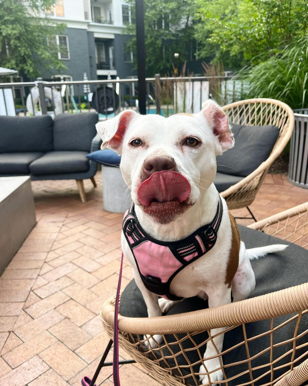 dog sitting in a chair on patio