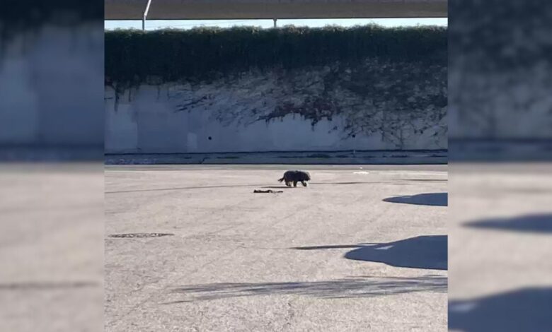 This Woman Saw Something Strange Near The Highway And Decided To Check It Out