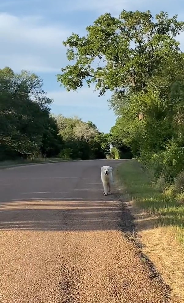 a beautiful white dog walks down the street