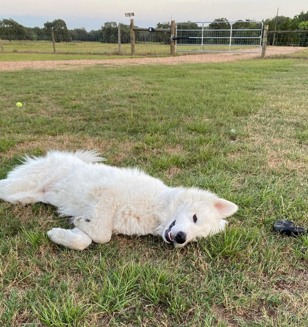 a beautiful white dog is lying on the grass