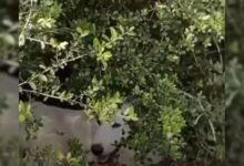 Woman Was Shocked When She Saw What Was In The Bushes Near Her House