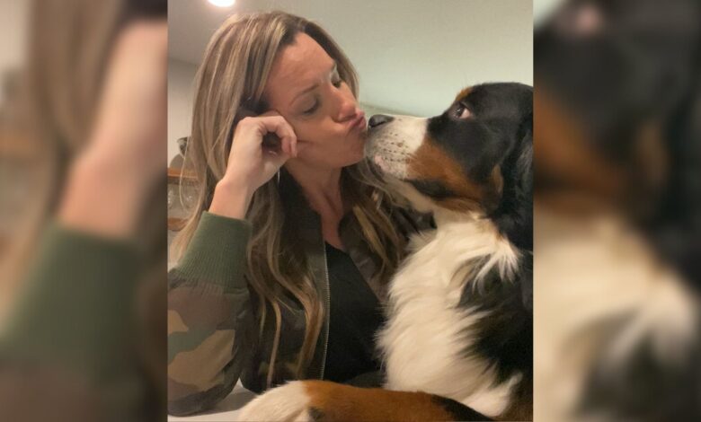 The Clingiest Bernese Mountain Dog Ever Knows The Perfect Way To Get Mom’s Attention