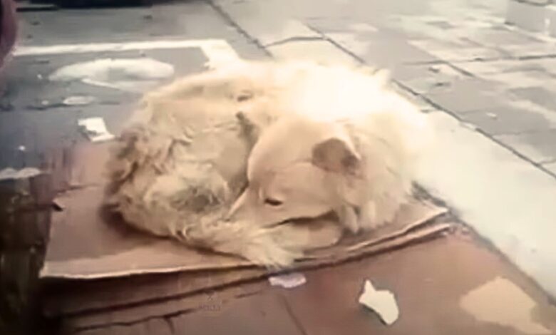 Dog Abandoned In A Freezing Weather Doesn’t Want To Leave The Spot Where She Last Saw Her Owner