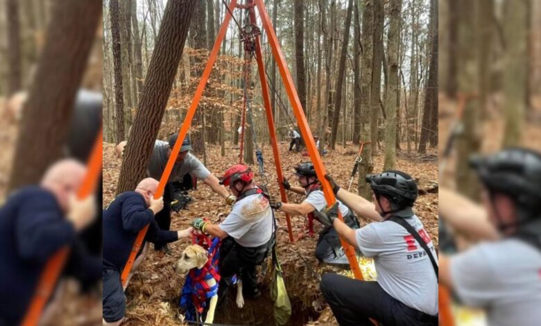 Firefighters Team Up To Rescue A Great Dane Puppy From A 50-Foot-Deep Old Well