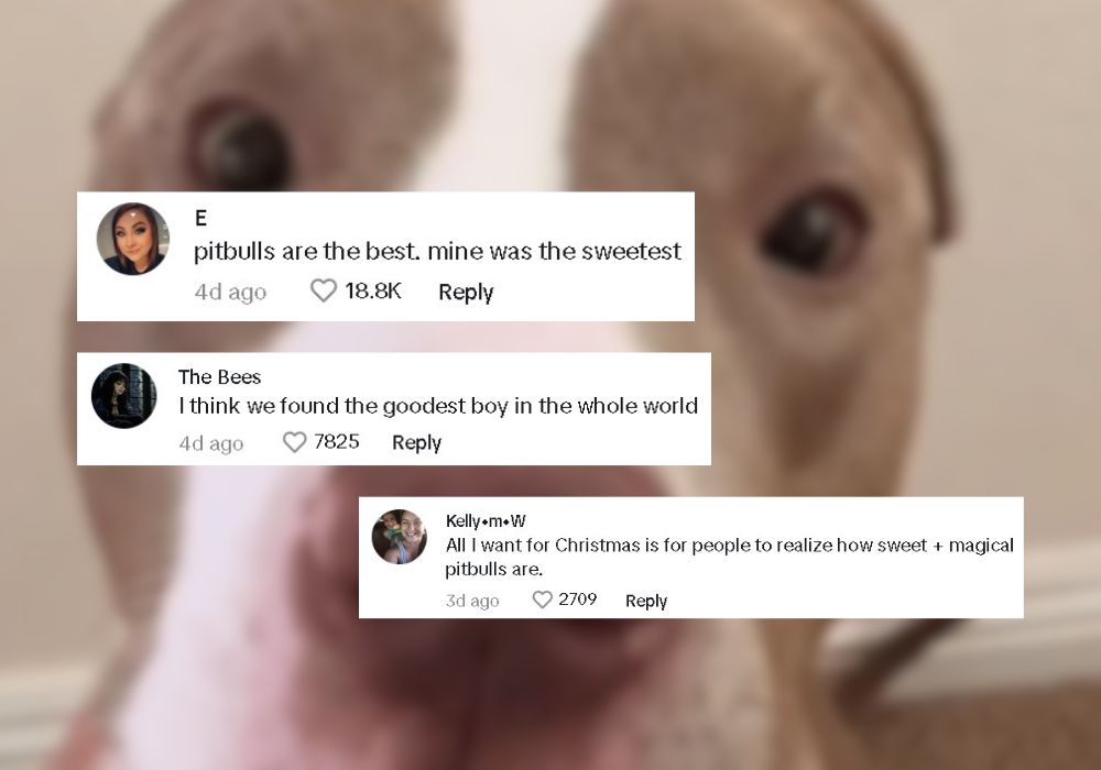 comments about pitbulls