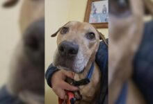 A Traumatized Rescue Dog Learns To Use His Beautiful Voice Again After Being Saved