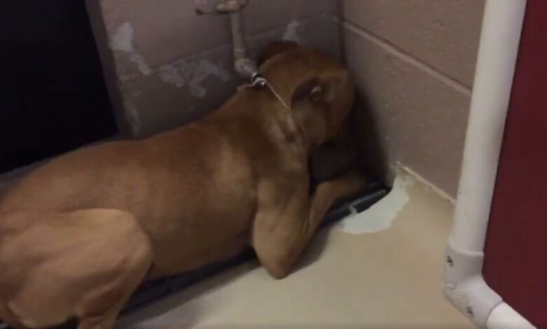 This Traumatized Pup Spent Her Days Staring Into A Corner Until She Met Someone Special
