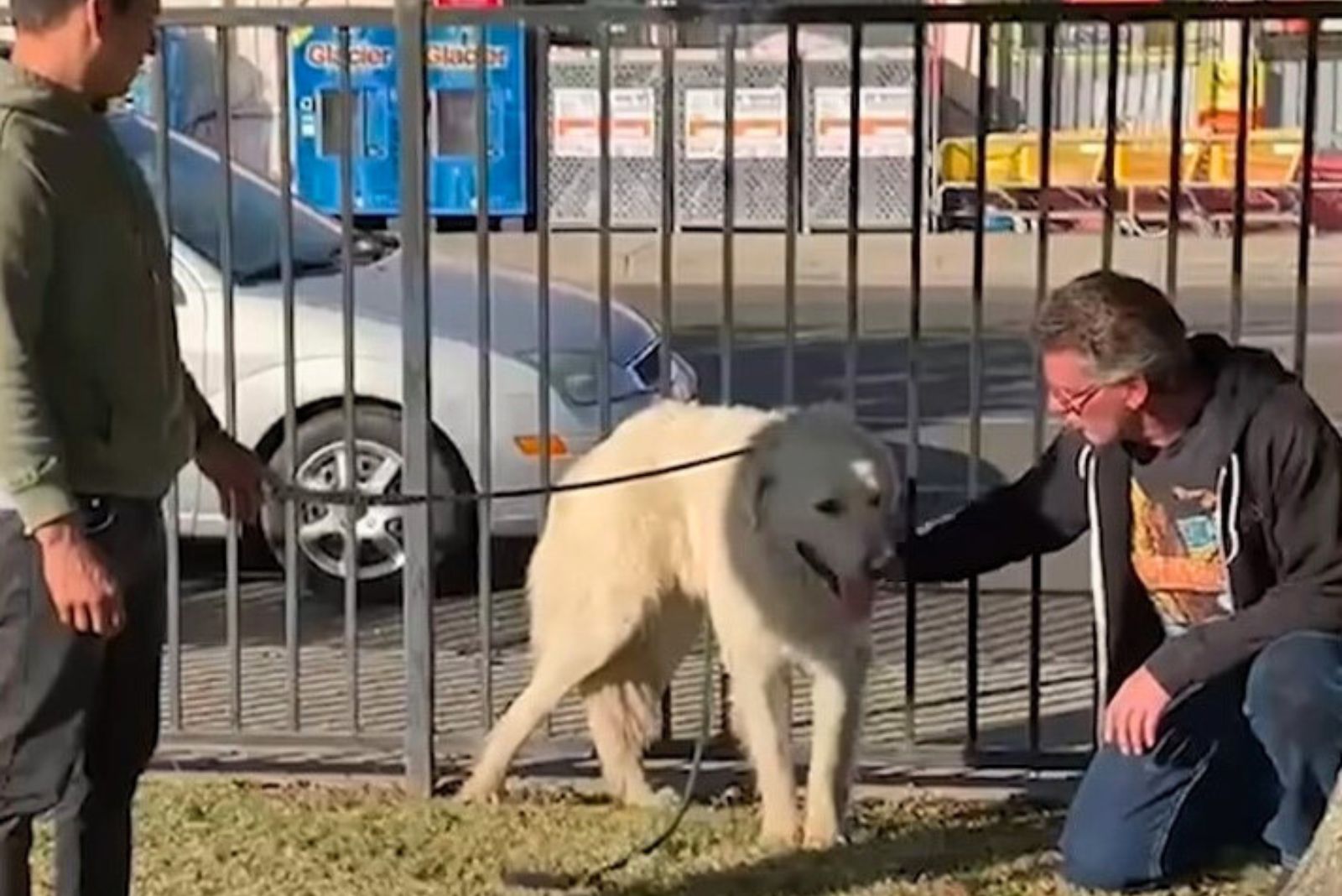 a dog on a leash while a man is petting it